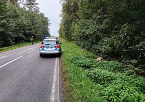 Droga w lesie. Po lewej stronie na poboczu stoi policjant. Po prawej stronie znajduje się radiowóz.