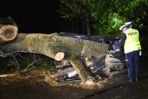 Policjant w trakcie wykonywania czynności przy pojeździe na którym lezy drzewo