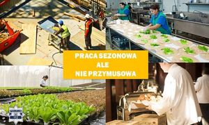 Grafika przedstawiająca cztery zdjęcia na który osoby wykonują pracę sezonową. Na środku znajduje się napis o treści praca sezonowa ale nie przymusowa.