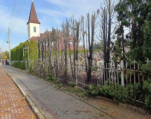 Spalone krzewy na cmentarzu