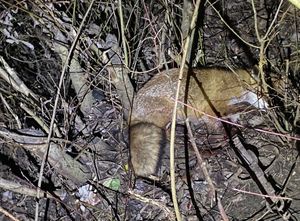 Lis zatrzaśnięty w żelazo